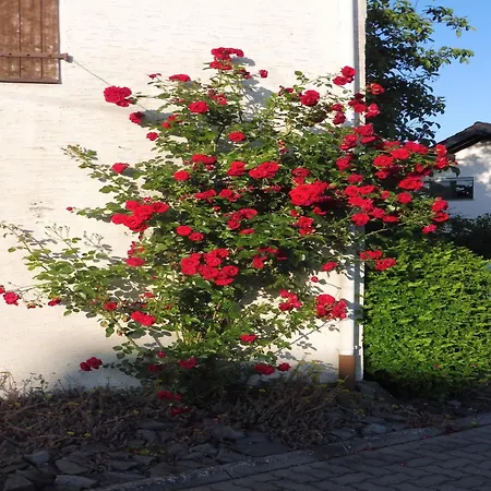 With Terrace In The Garden *