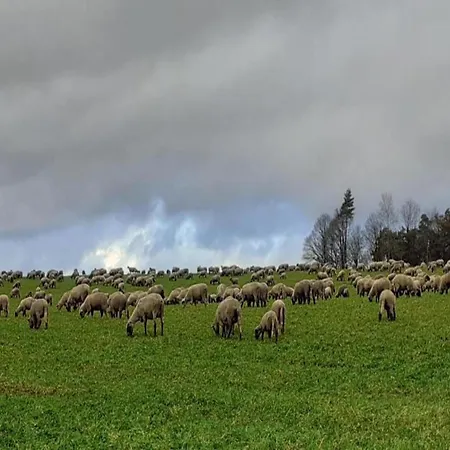 With Terrace In The Garden Apartment *