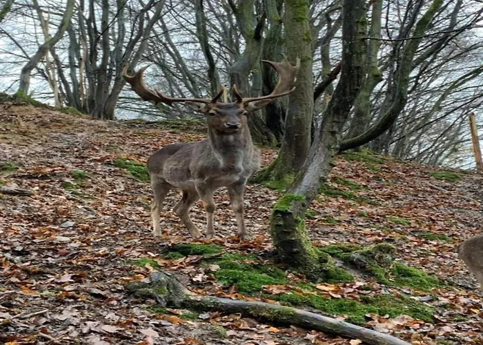 With Terrace In The Garden *
